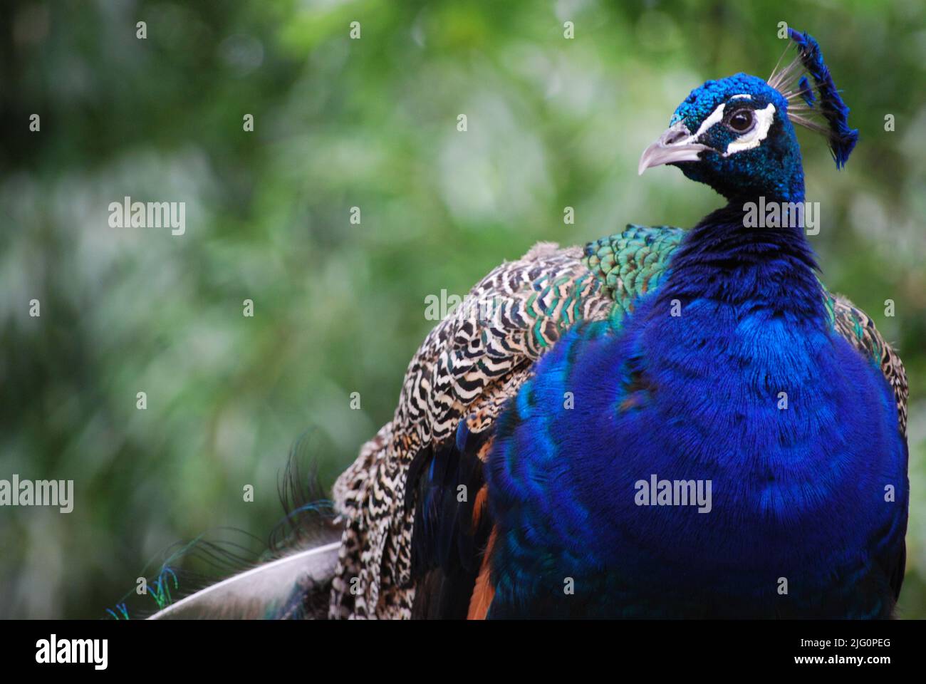 Peacock roaming nel Bronx Zoo - uccello colorato Foto Stock