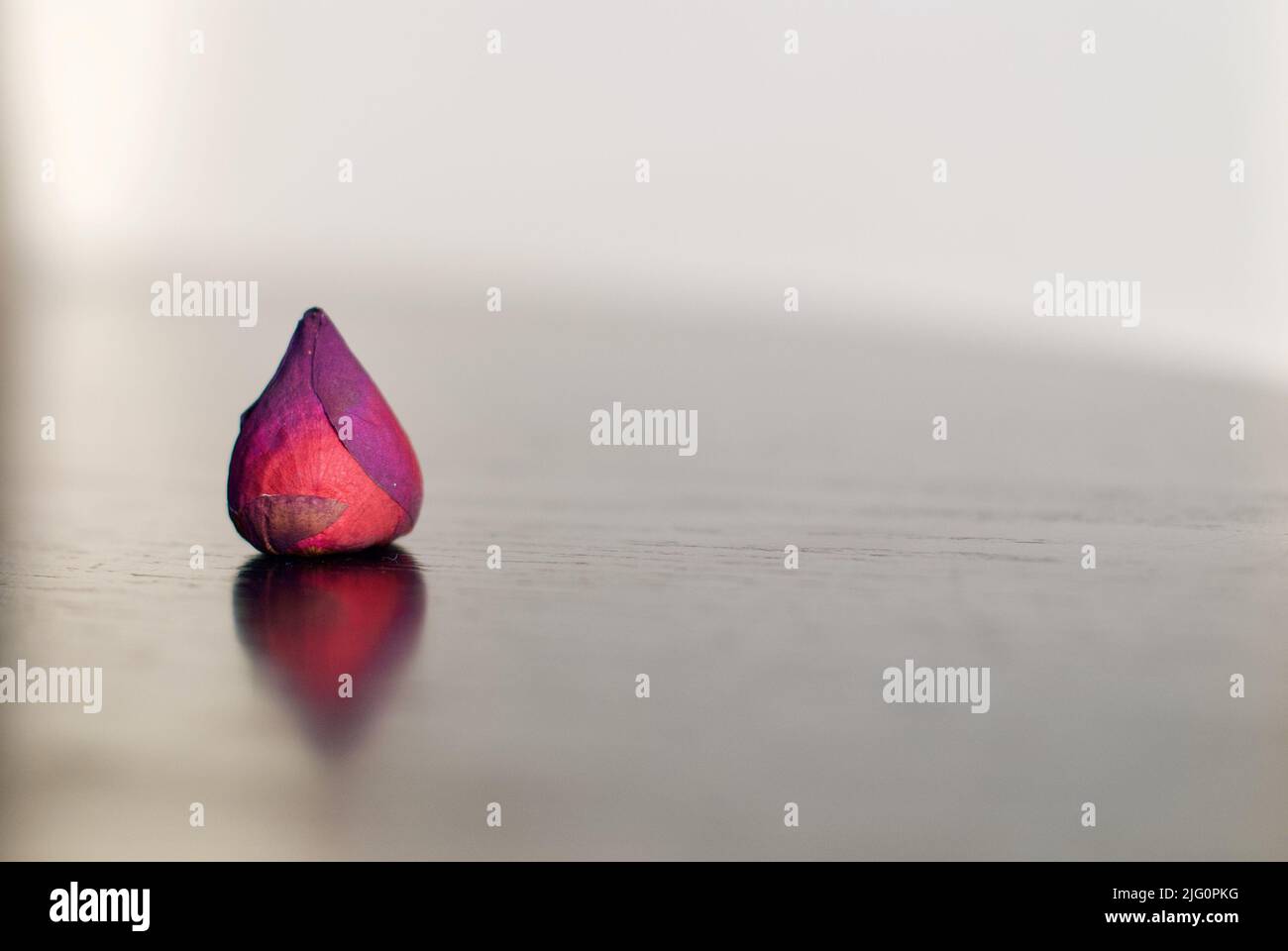 Un bocciolo di rosa chiuso essiccato in varie sfumature di rosa, rosso e viola Foto Stock