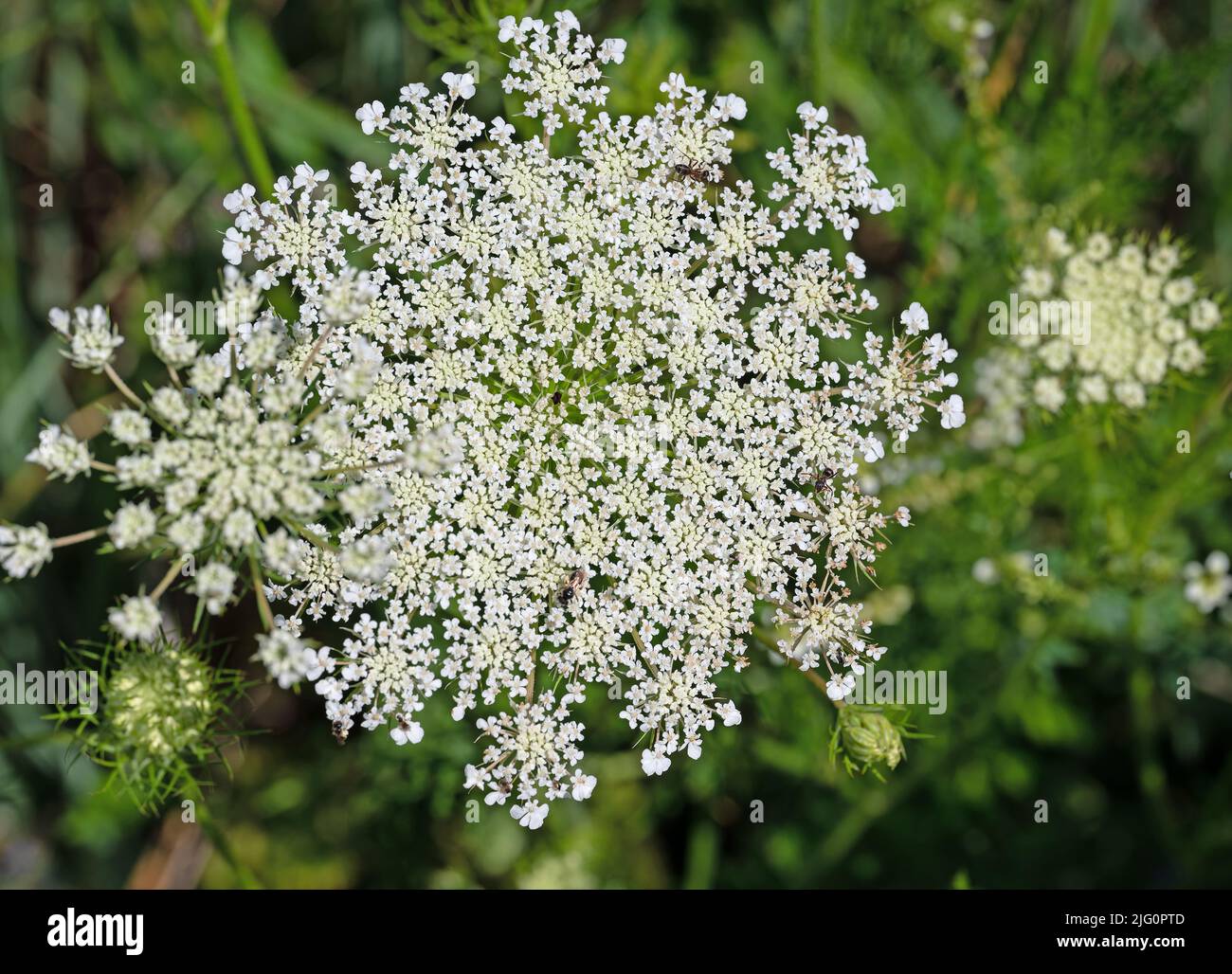 Carota selvatica fiorente, carota di Daucus Foto Stock