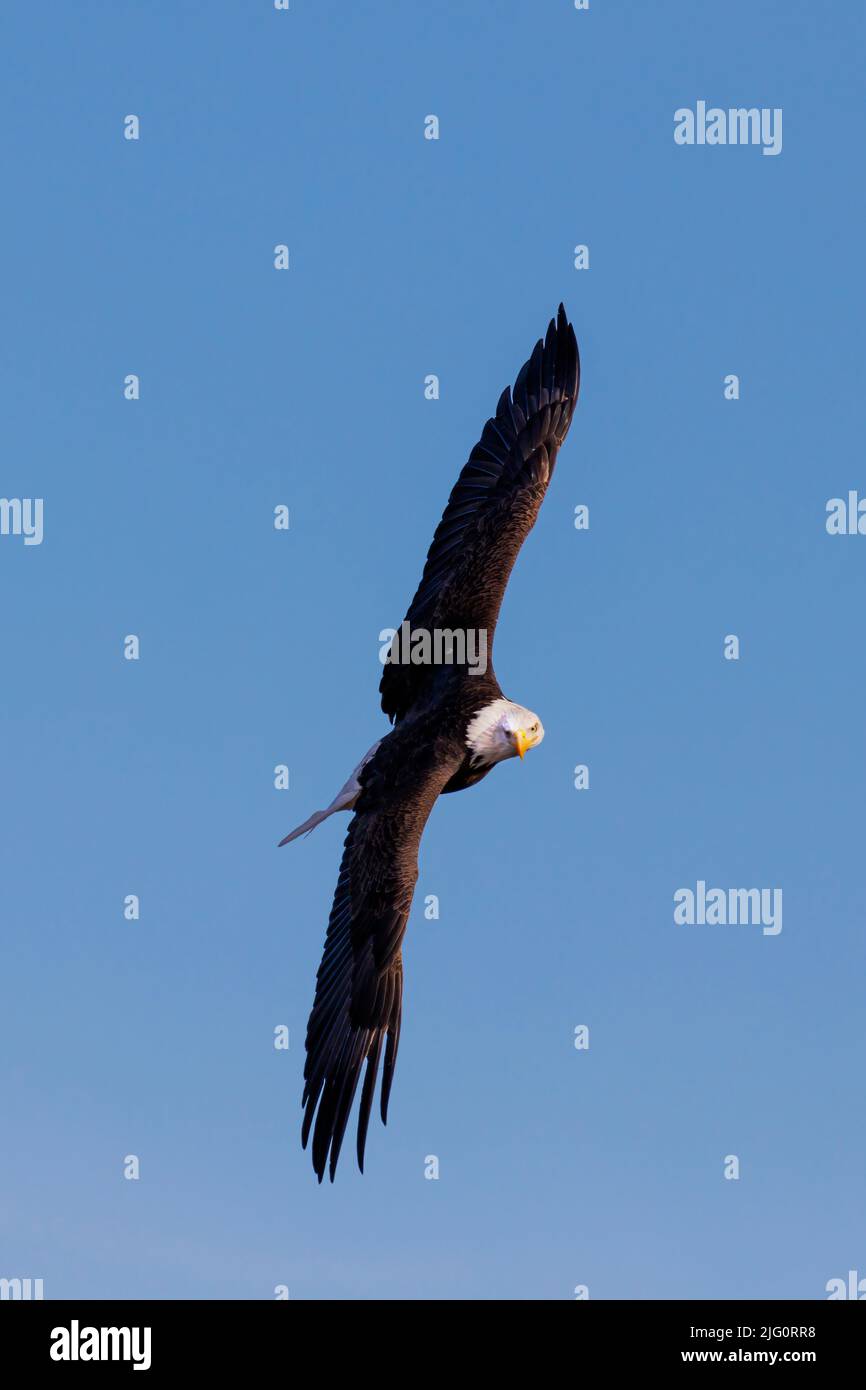 00807-04114 Bald Eagle (Haliaeetus leucocephalus) in volo Clinton Co. Il Foto Stock