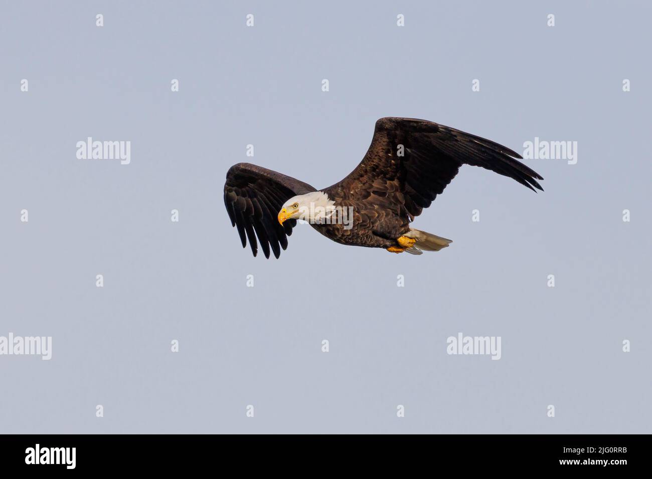 00807-04117 Bald Eagle (Haliaeetus leucocephalus) in volo Clinton Co. Il Foto Stock