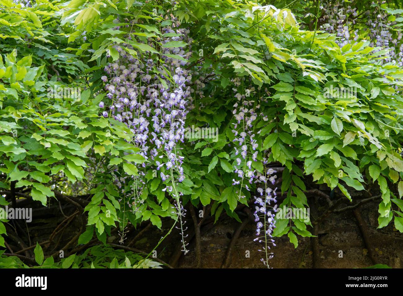 glicine fiorente un bellissimo albero prolifico con fiori viola profumati in racemi pendenti Foto Stock