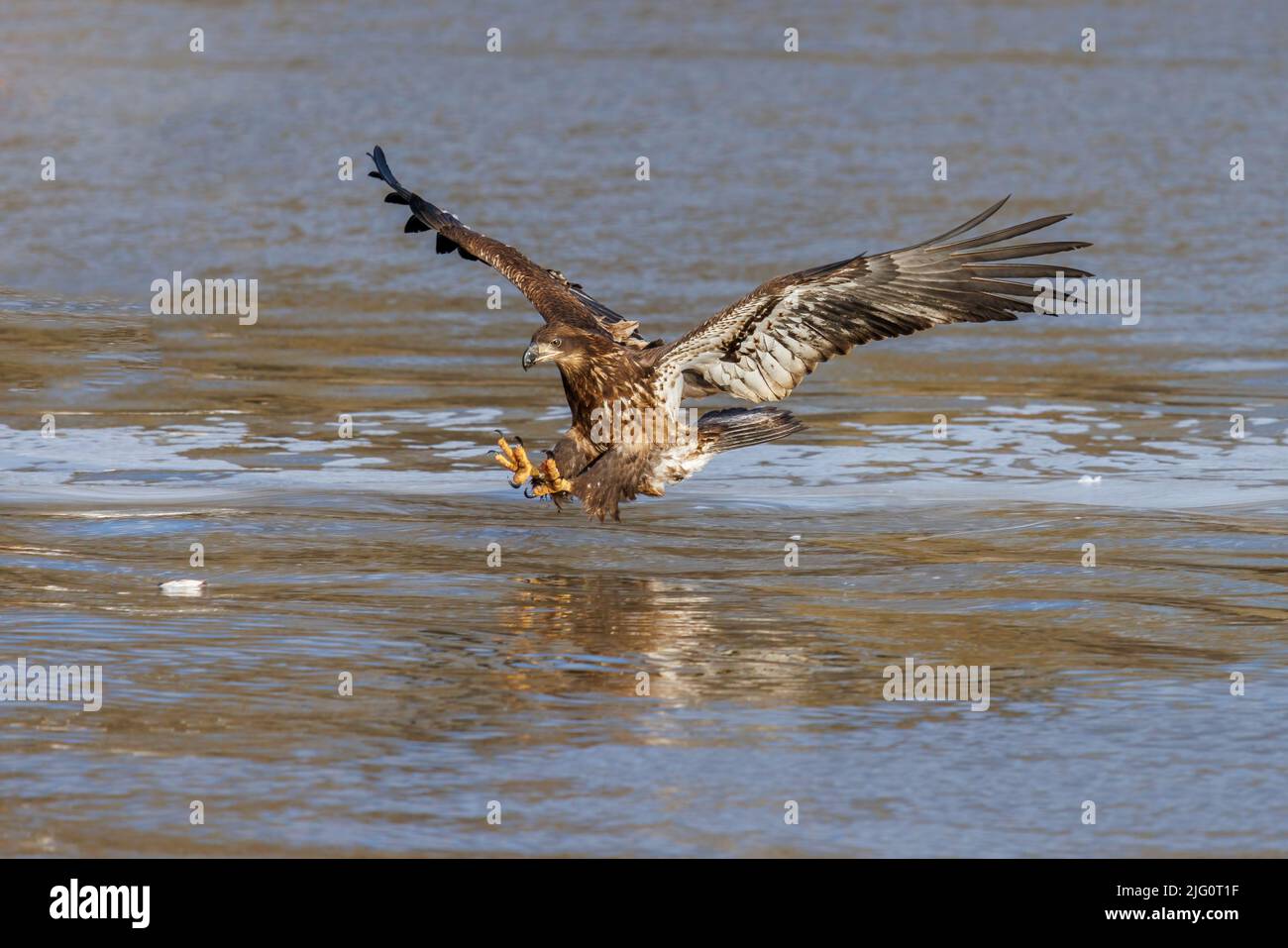 00807-04014 aquila calva (Haliaeetus leucocephalus) immatura in volo dopo il pesce Clinton Co. Il Foto Stock