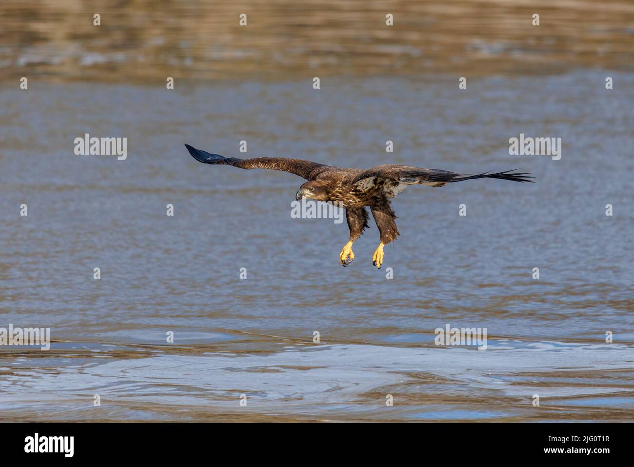 00807-04012 aquila calva (Haliaeetus leucocephalus) immatura in volo dopo il pesce Clinton Co. Il Foto Stock