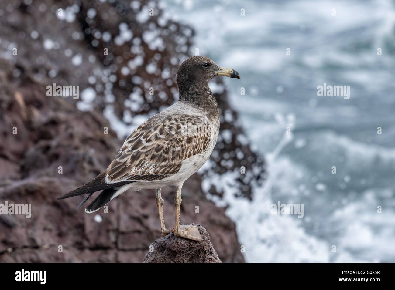 Le onde si tuffano dietro un Gull di Belcher immaturo arroccato sulle rocce della costa del Pacifico ad Antofagasta, Cile. Foto Stock