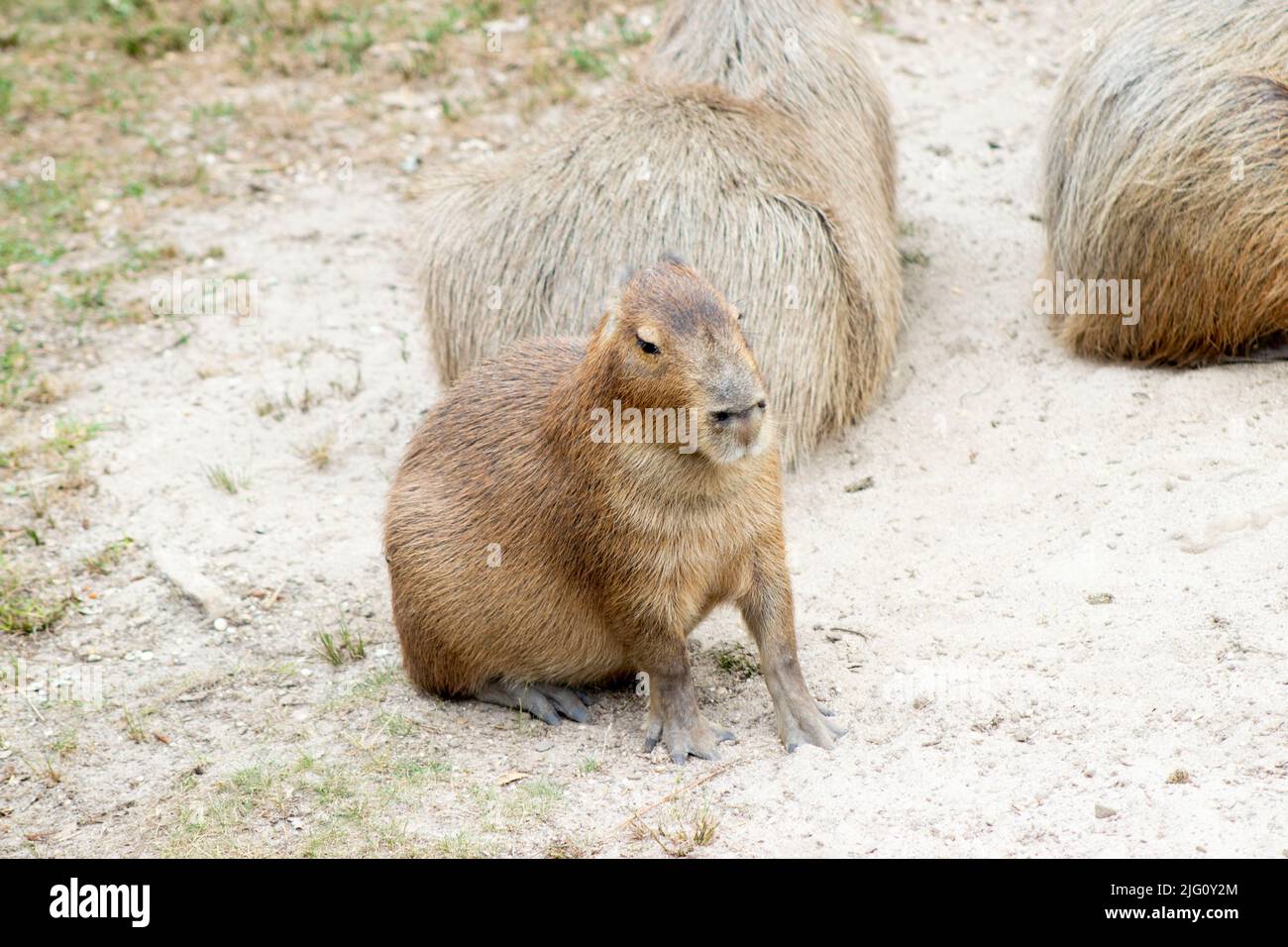 Un Capybara gode del sole estivo all'aperto allo zoo di cape May Foto Stock