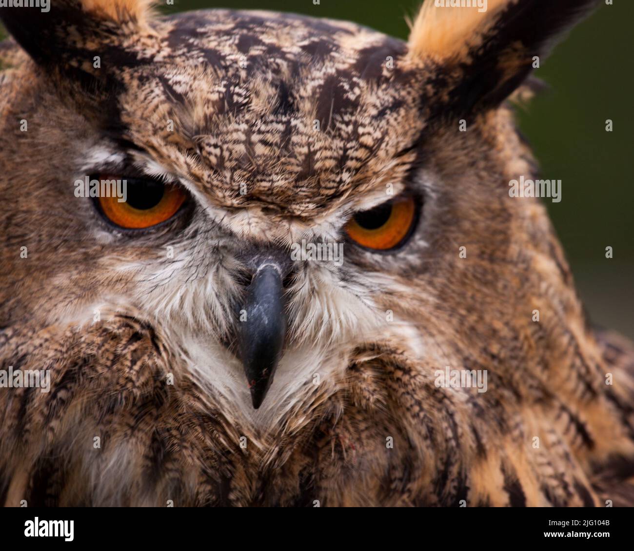 Grande Gufo cornuto faccia Foto Stock