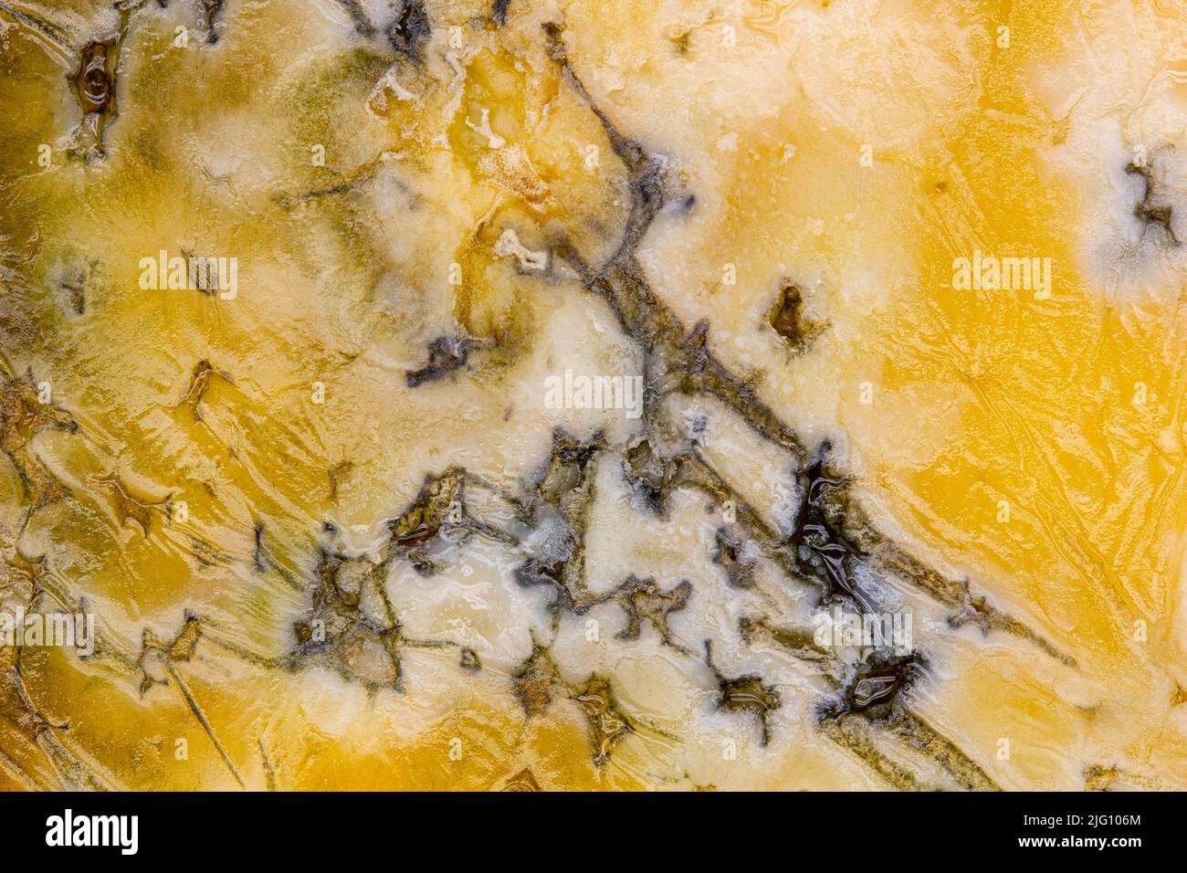 Formaggio con muffa. Un grosso pezzo di formaggio affettato con buchi, a lungo stato guastato e ricoperto di muffa. Splendida vista del cibo rovinato. Giallo ammuffito Foto Stock