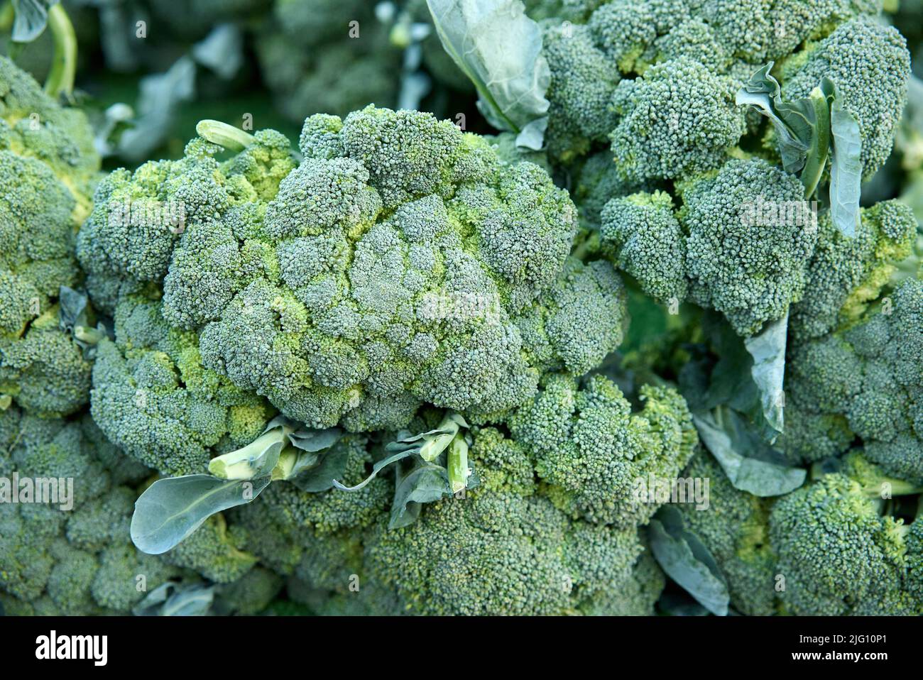 Broccoli in una pila su un mercato Foto Stock