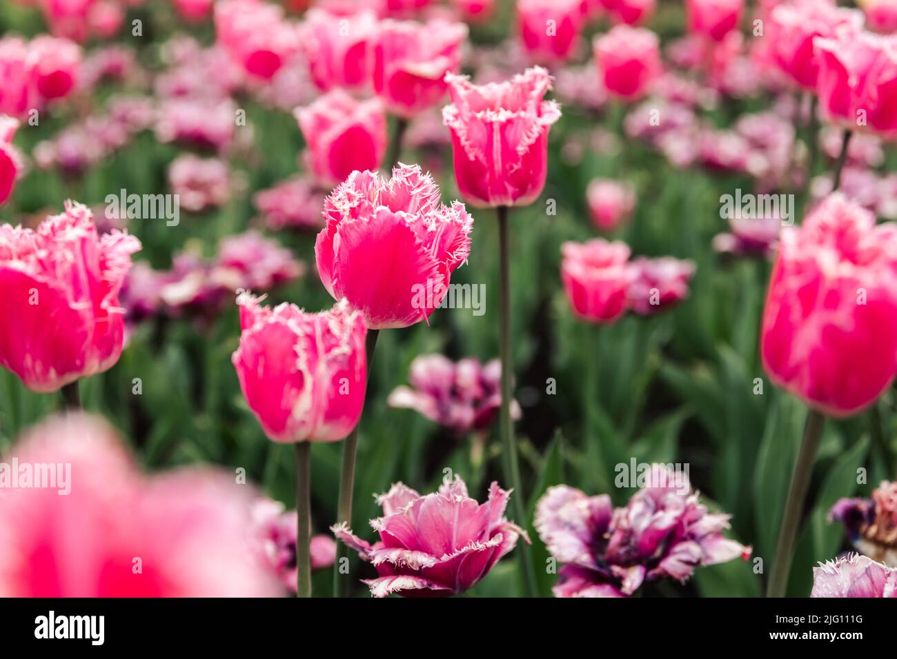 campo di tulipani rosa terry Foto Stock