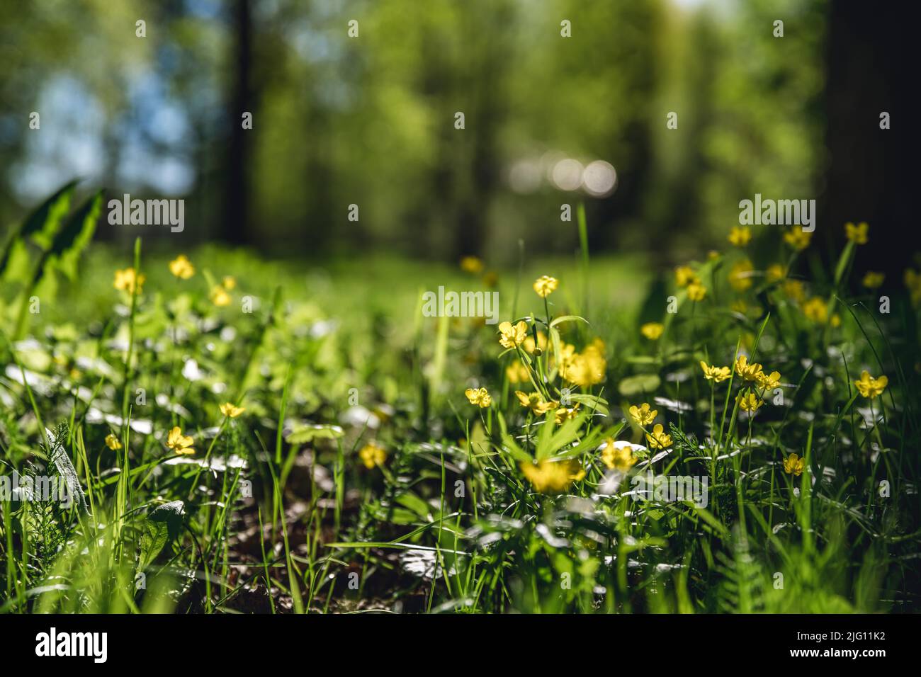 Fiori gialli di farfalle Ranunculus cassubicus nella foresta Foto Stock