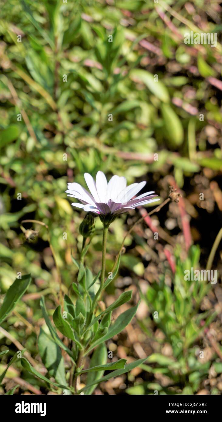 Primo piano di bellissimi fiori bianchi di Dimorphotheca pluvialis noto anche come margherita di pioggia del Capo, marigold, profeta del tempo, margherita di Namaqualand bianco ecc. F Foto Stock