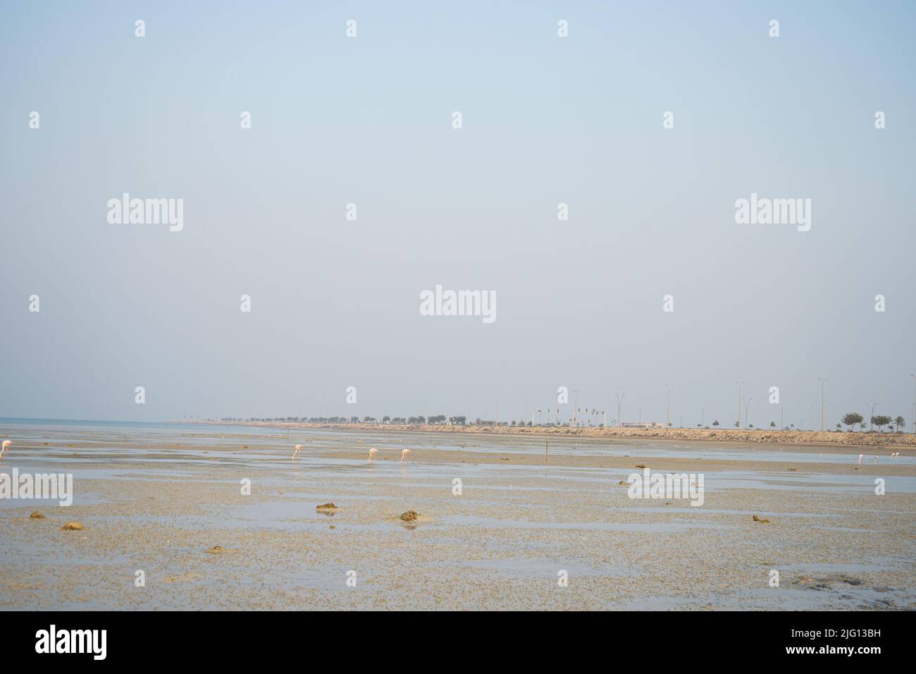 Fenicotteri rosa, fenicotteri americani in spiaggia. Foto Stock