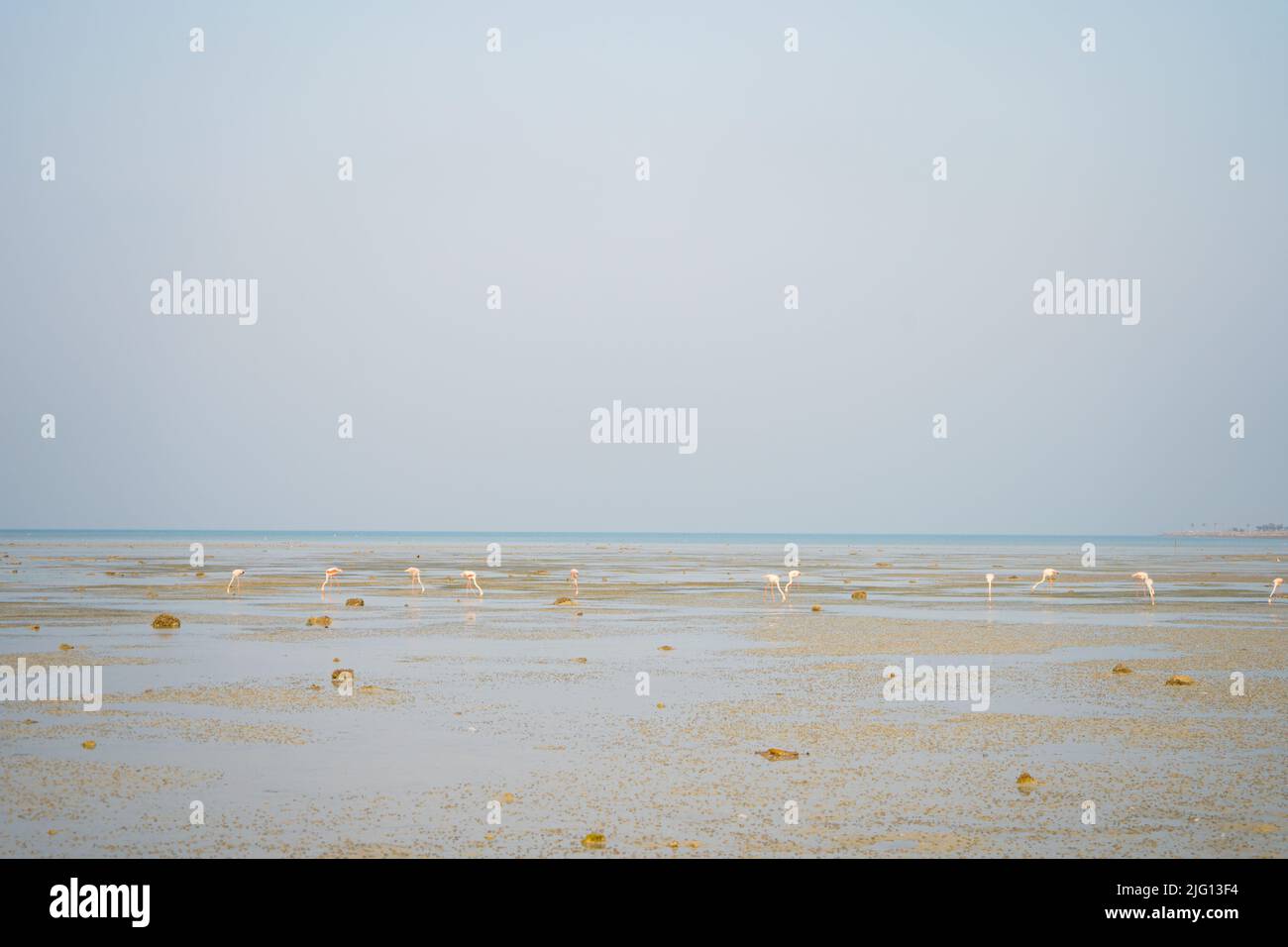 Fenicotteri rosa, fenicotteri americani in spiaggia. Foto Stock
