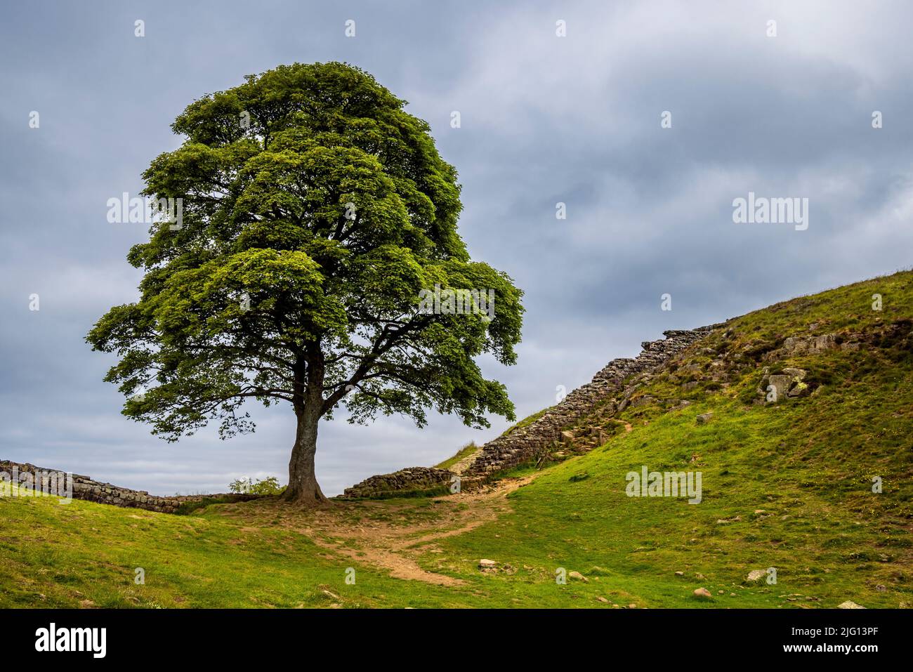 L'albero di Sycamore a Sycamore Gap lungo il Muro di Adriano, Northumberland, Inghilterra Foto Stock