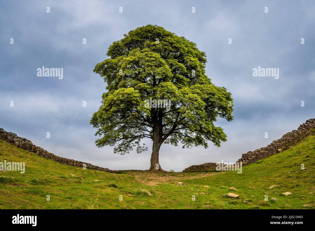 L'albero di Sycamore a Sycamore Gap lungo il Muro di Adriano, Northumberland, Inghilterra Foto Stock
