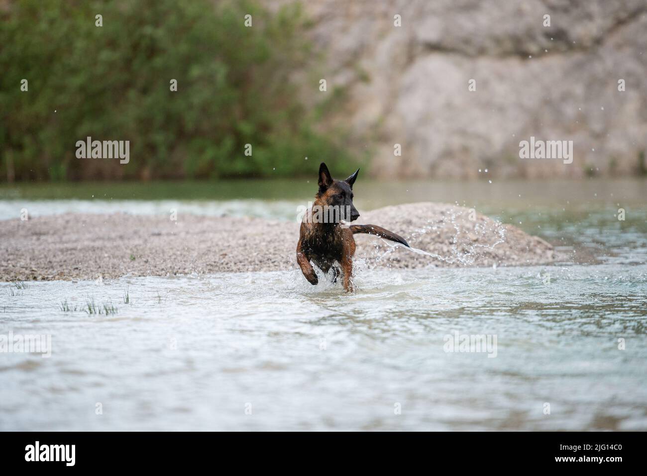 Bella giovane femmina belga malinois pastore cane che corre in acqua lago. Foto Stock