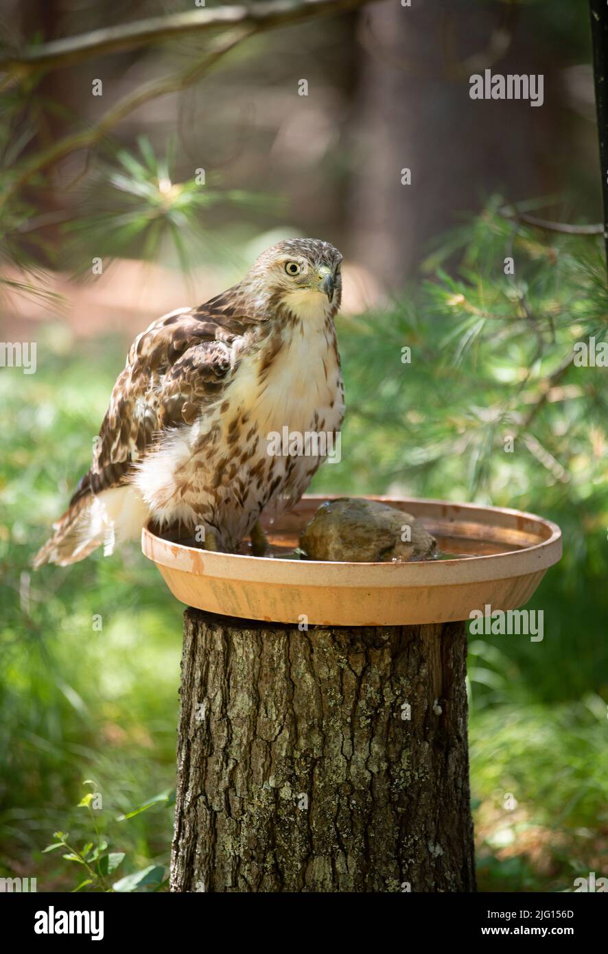 A Red Tail Hawk (Buteo jamaicensis) che si immergeva i piedi in un bagno di uccelli a Cape Cod, Massachusetts, USA Foto Stock