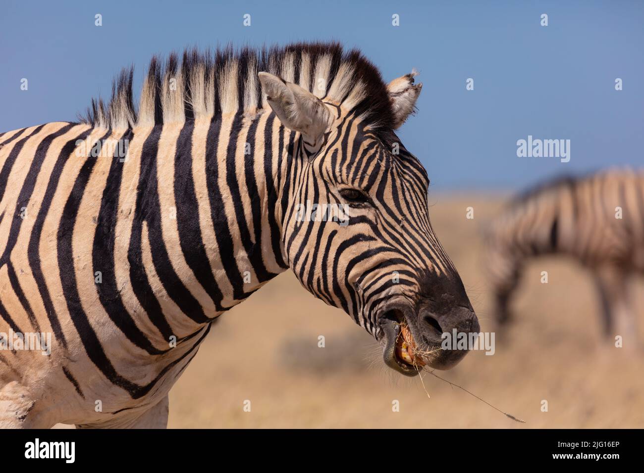 Zebra delle pianure (Equus quagga) che si nutrono in praterie aperte in Namibia. Foto Stock