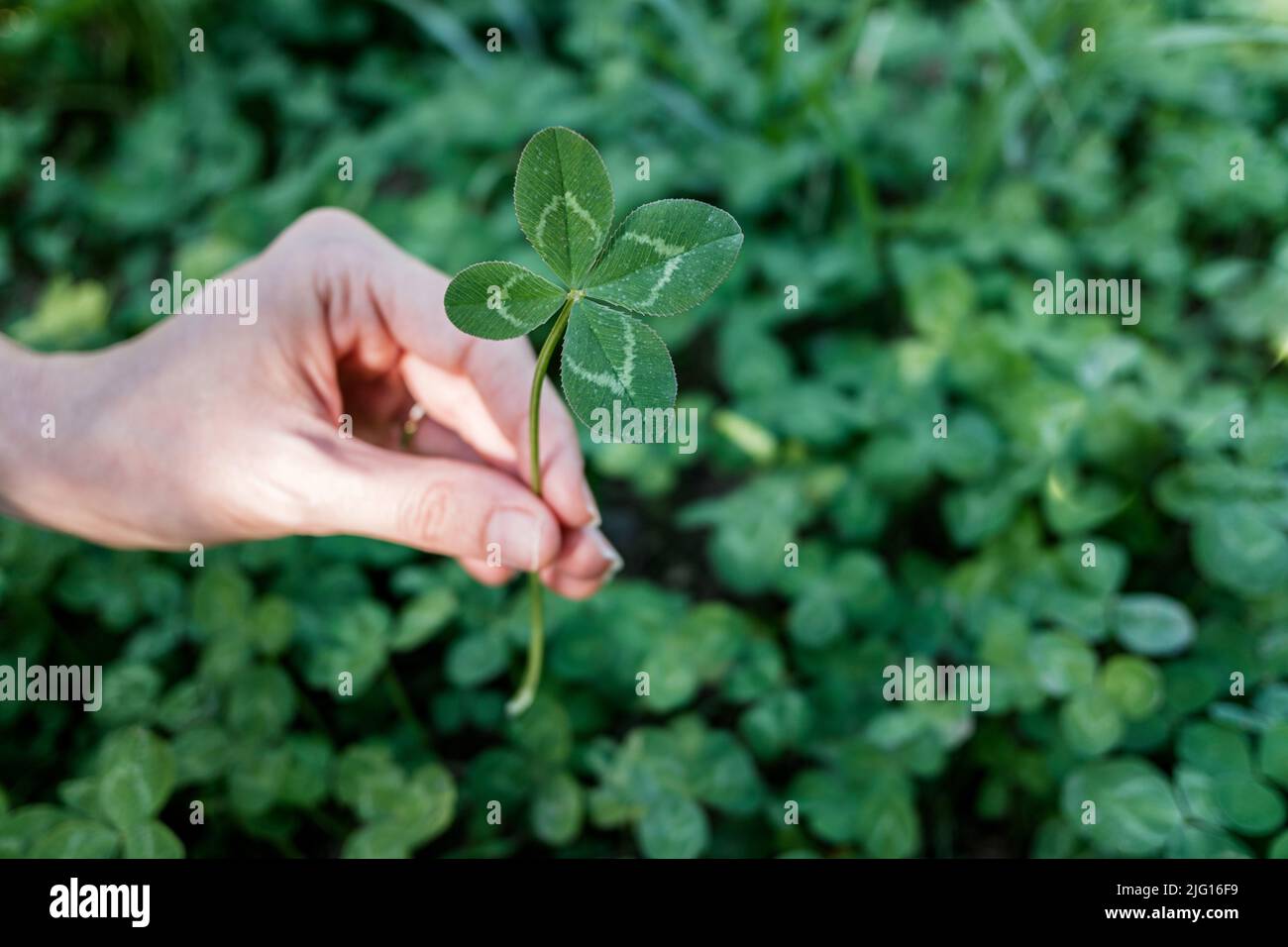 Mano della donna che tiene fortunato quattro-foglia trifoglio pianta. Foto Stock