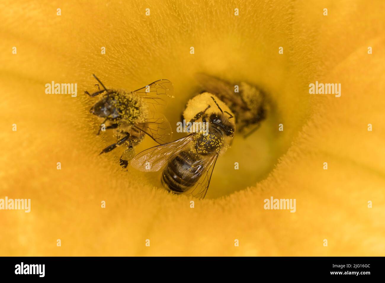 Ape di miele su un fiore di zucca Foto Stock