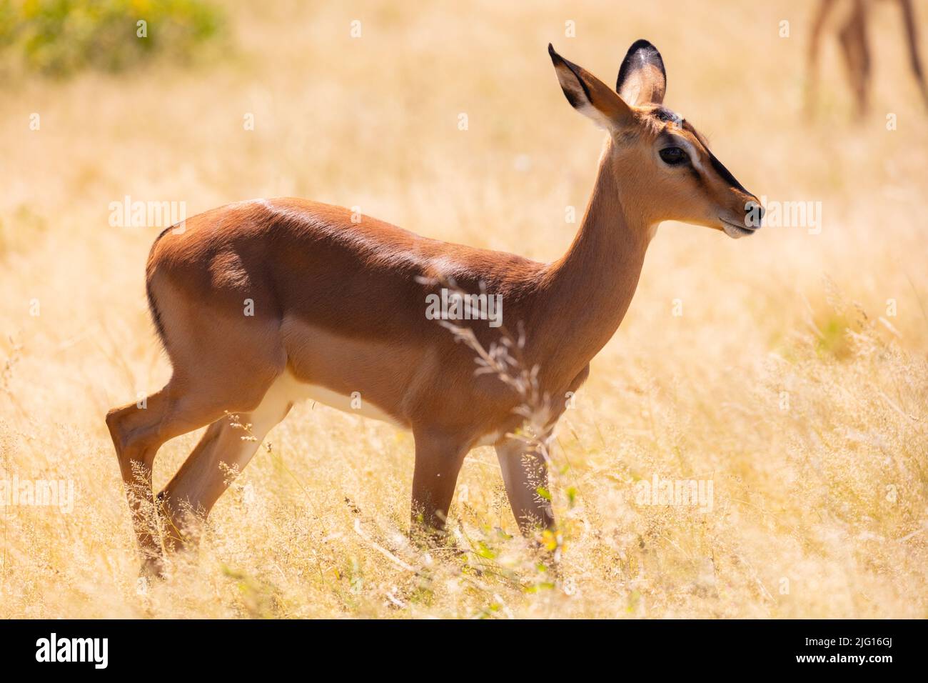 Lo springbok (Antidorcas marsupialis) si trova in un habitat erboso secco in Namibia. Foto Stock