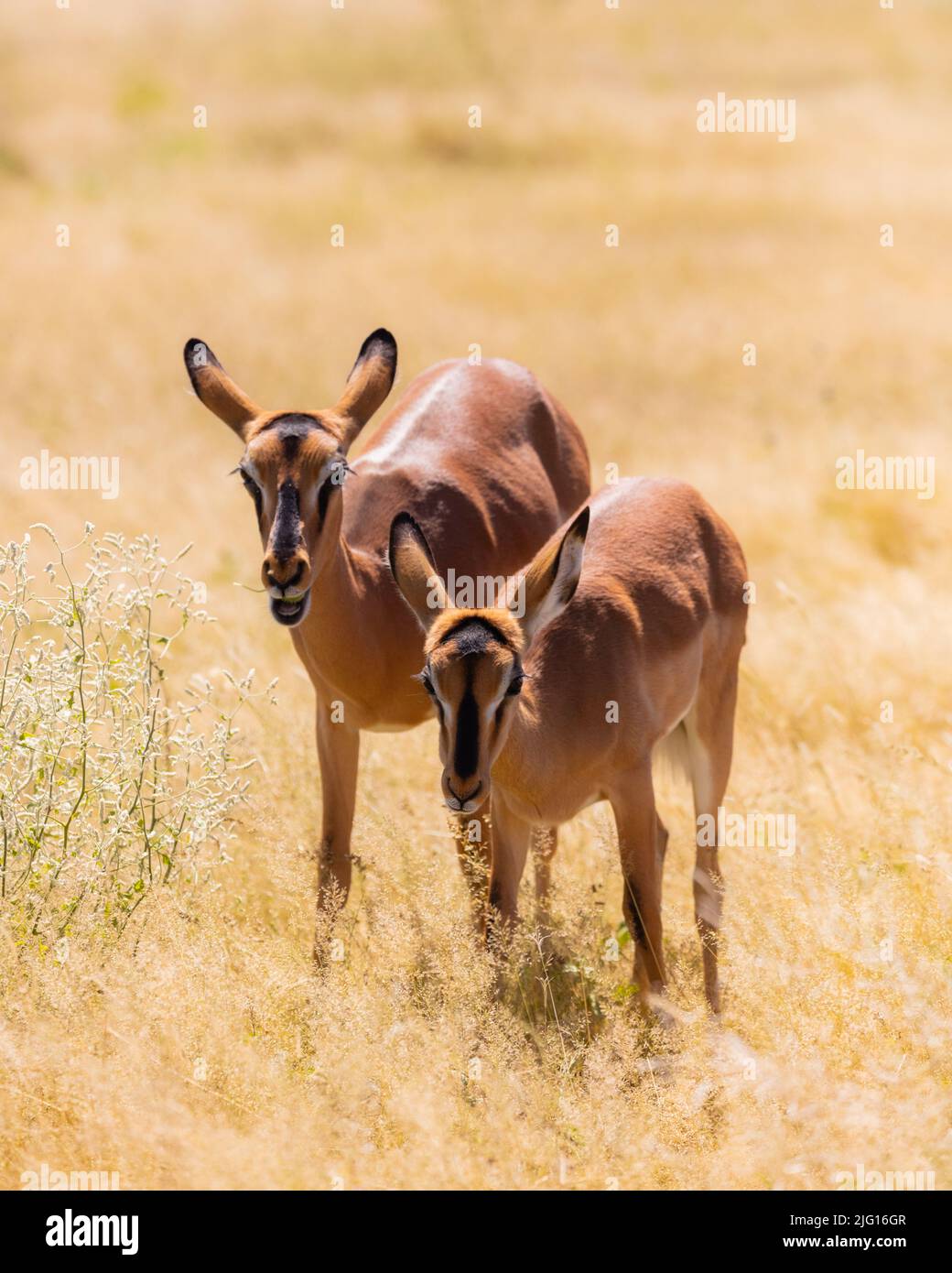 Due springbok (Antidorcas marsupialis) situati in praterie asciutte in Namibia. Foto Stock