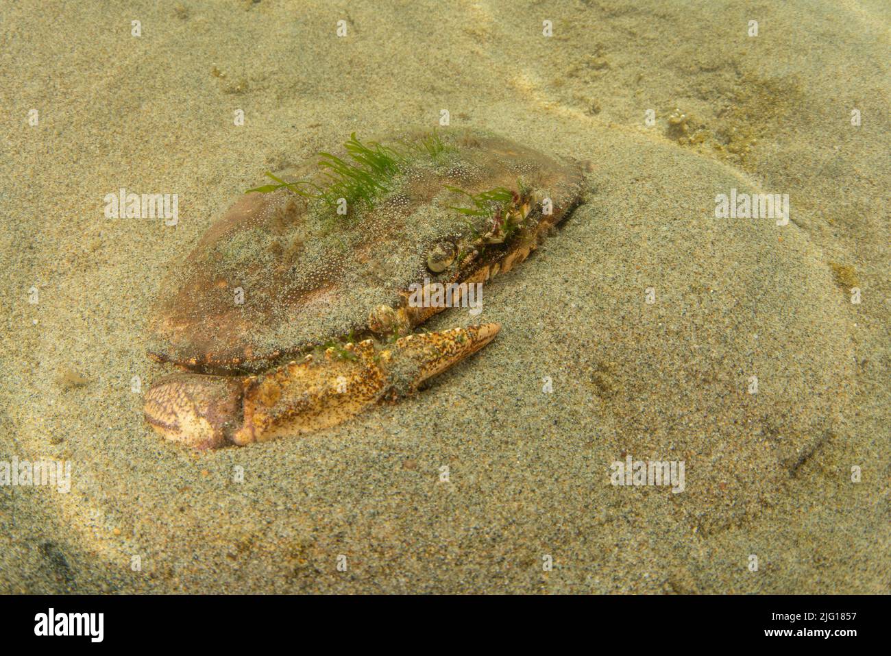 Granchio di Dungeness (magister di Metacarcinus) sul fondo dell'oceano nel santuario marino nazionale dei Farallones più grandi in California. Foto Stock