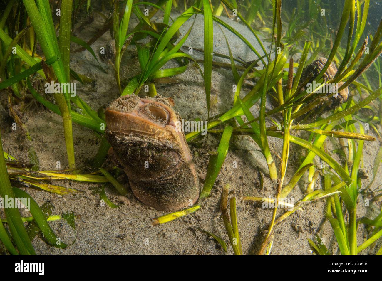 Il sifone di una vongolatura che si stacca dalla sabbia in un estuario presso il santuario marino nazionale dei Farallones più grandi in California Foto Stock