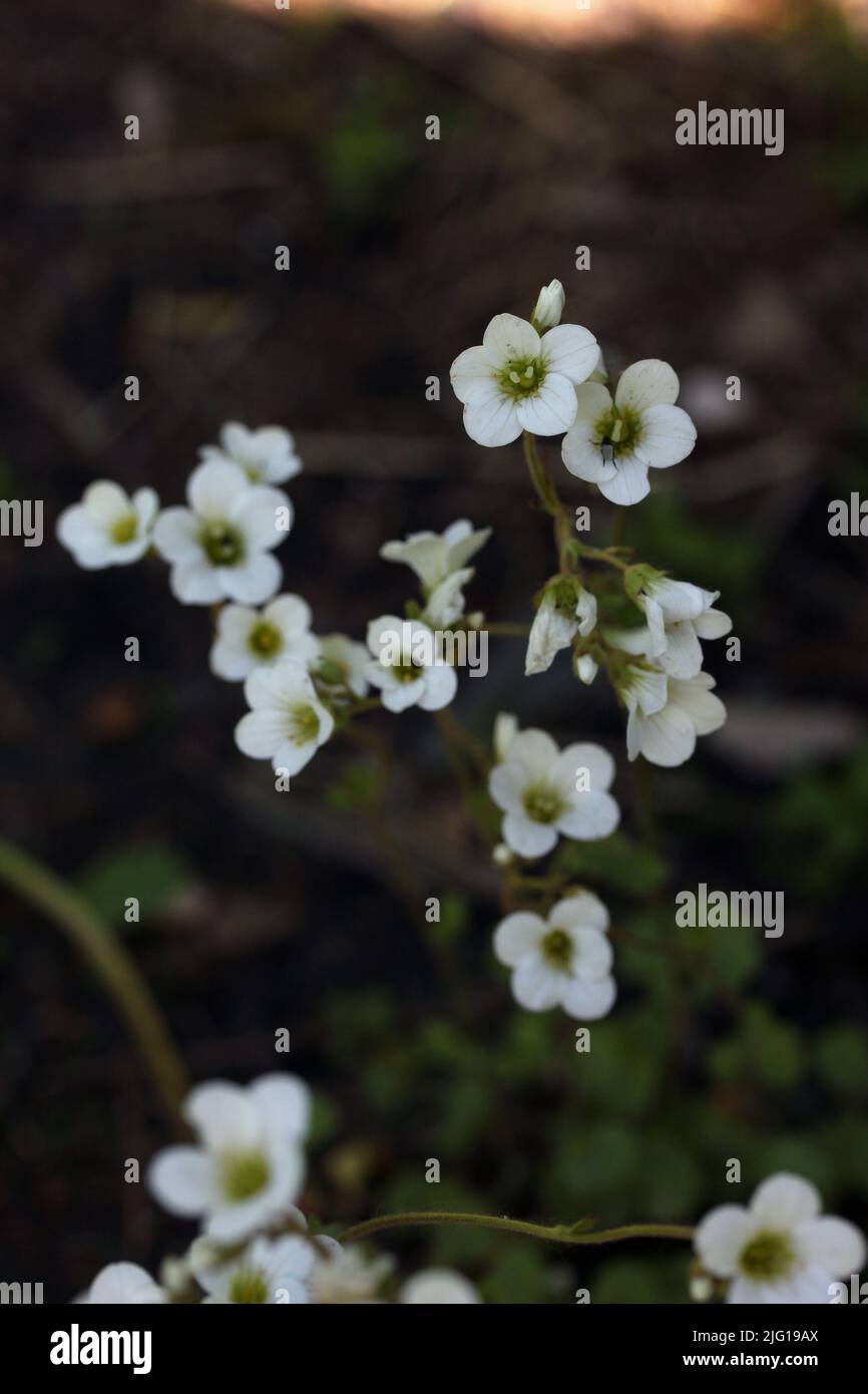 Sassifrage prato (Saxifraga granulata) fiore bianco in fiore in un giardino botanico, Lituania Foto Stock