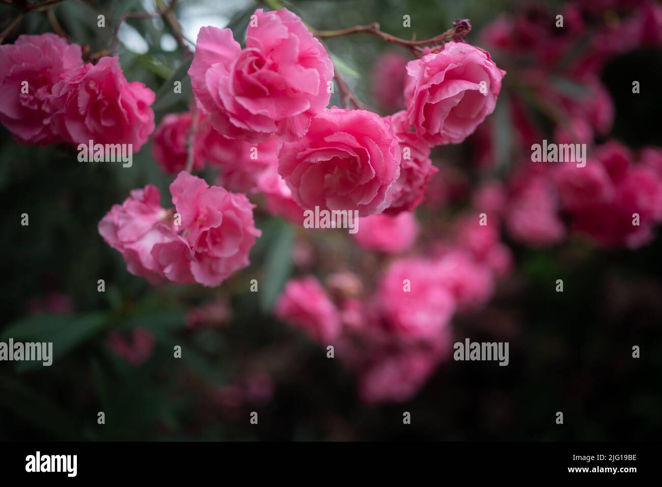 Sfondo di fiori rosa. Principalmente brunch sfocati dell'oleandro di Nerium Foto Stock