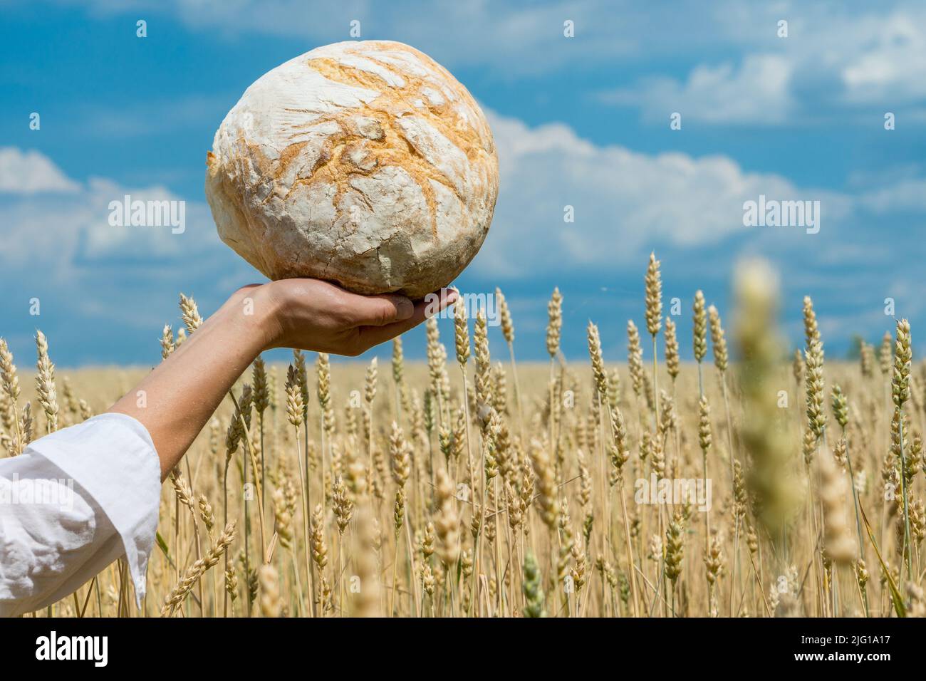 Le mani femminili che tengono la focaccia di pane fatta in casa sopra il campo maturo di grano. Concetto di sicurezza alimentare mondiale. Foto Stock