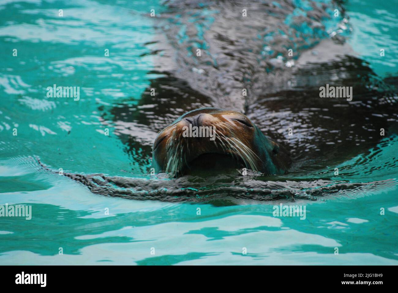 Leone di mare che emerge dall'acqua allo Zoo Bronx Foto Stock