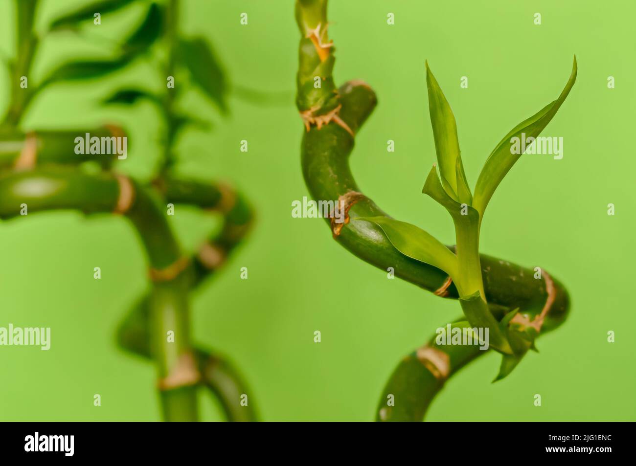 Bambù fortunato, nastro Dracaena, bambù curly, bambù d'acqua cinese, primo piano di piante su uno sfondo verde, sfondo per disegni, carta da parati verde Foto Stock