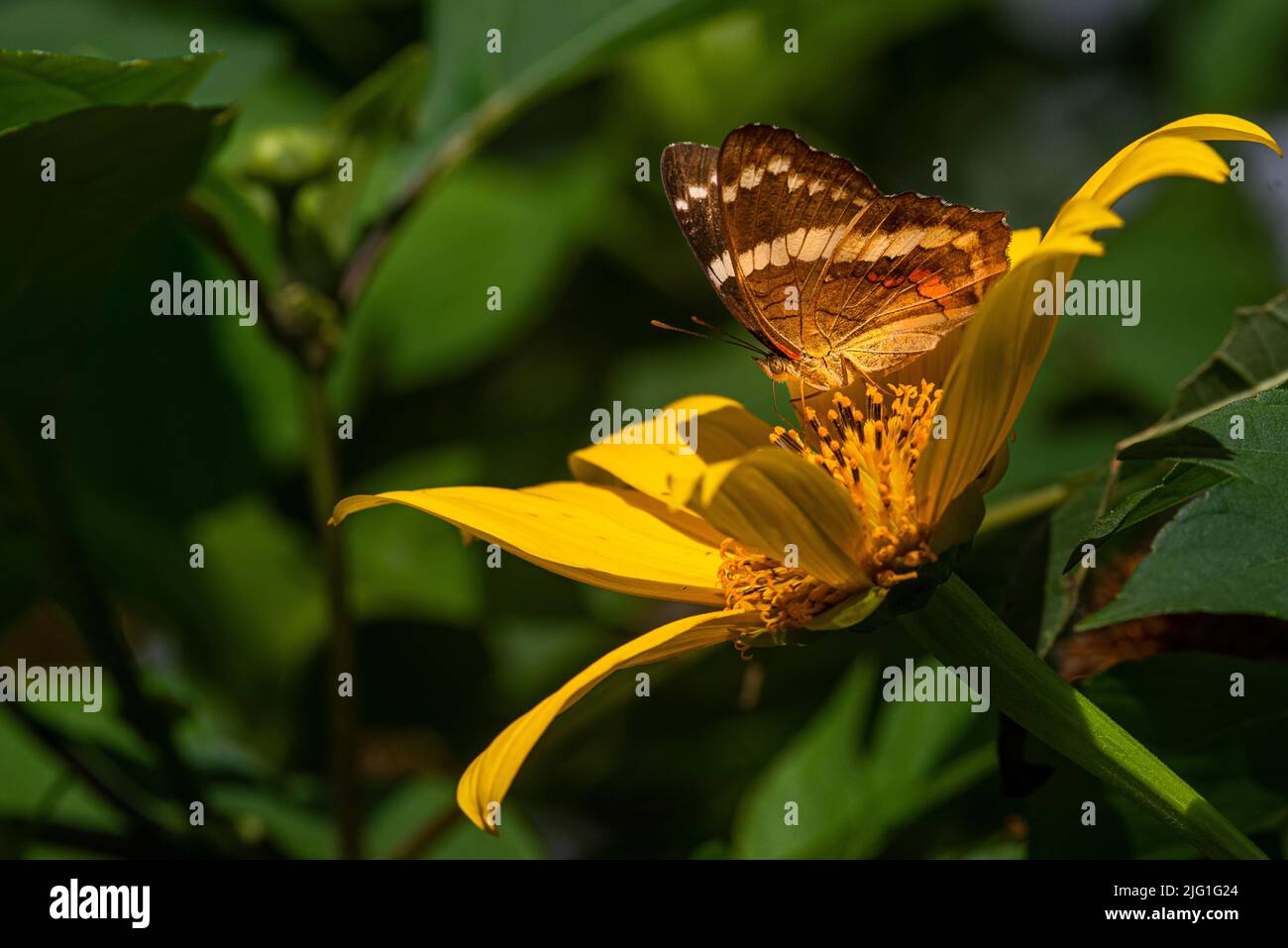 Farfalla su fiore giallo Foto Stock