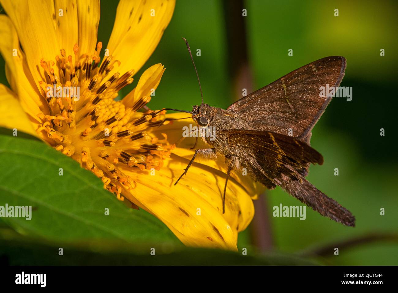 skipper marrone su fiore giallo Foto Stock