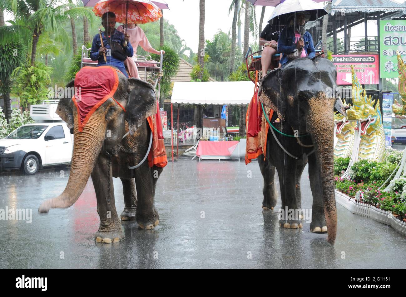I turisti cavalcano elefanti sotto la pioggia. Pattaya, Tailandia Foto Stock