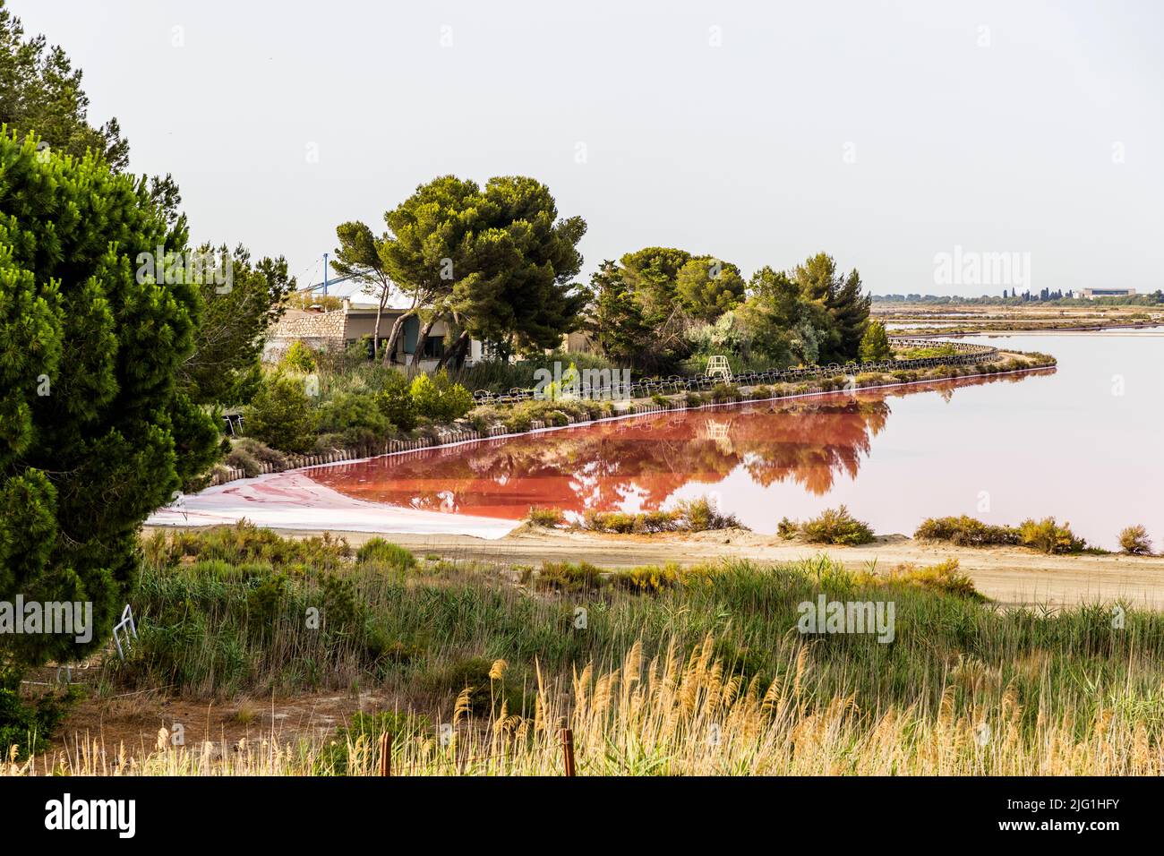L'acqua intensamente rosso-rosa di una vasca salina nelle saline di Aigues-Mortes riflette case e alberi sulla riva nella Camargue, Gard, Francia, con cumuli di sale bianchi all'orizzonte. Il microalga Dunaliella salina, amante del sale, è responsabile di questa vivida colorazione. Risalenti al XIII secolo e al re Luigi IX, le saline sono tra i più grandi siti di produzione di sale del Mediterraneo. Foto Stock