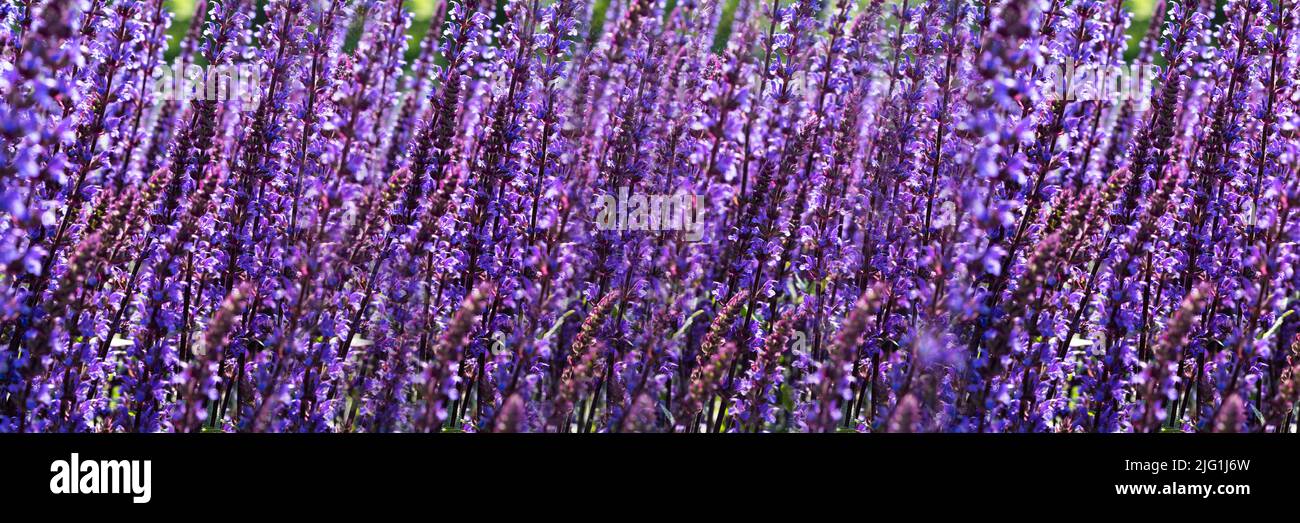 Sfondo lilla di fiori selvatici viola brillante lilla. Spazio di copia per il progetto. La consistenza dei colori. Lavanda fiorita. Foto Stock