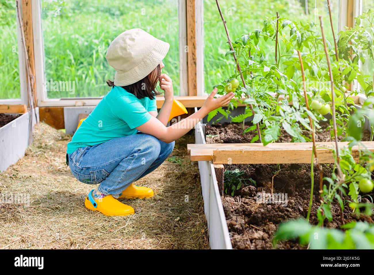Una bambina in una T-shirt verde e una panama bianca, esamina i cespugli di pomodoro in una serra di vetro, in estate Foto Stock