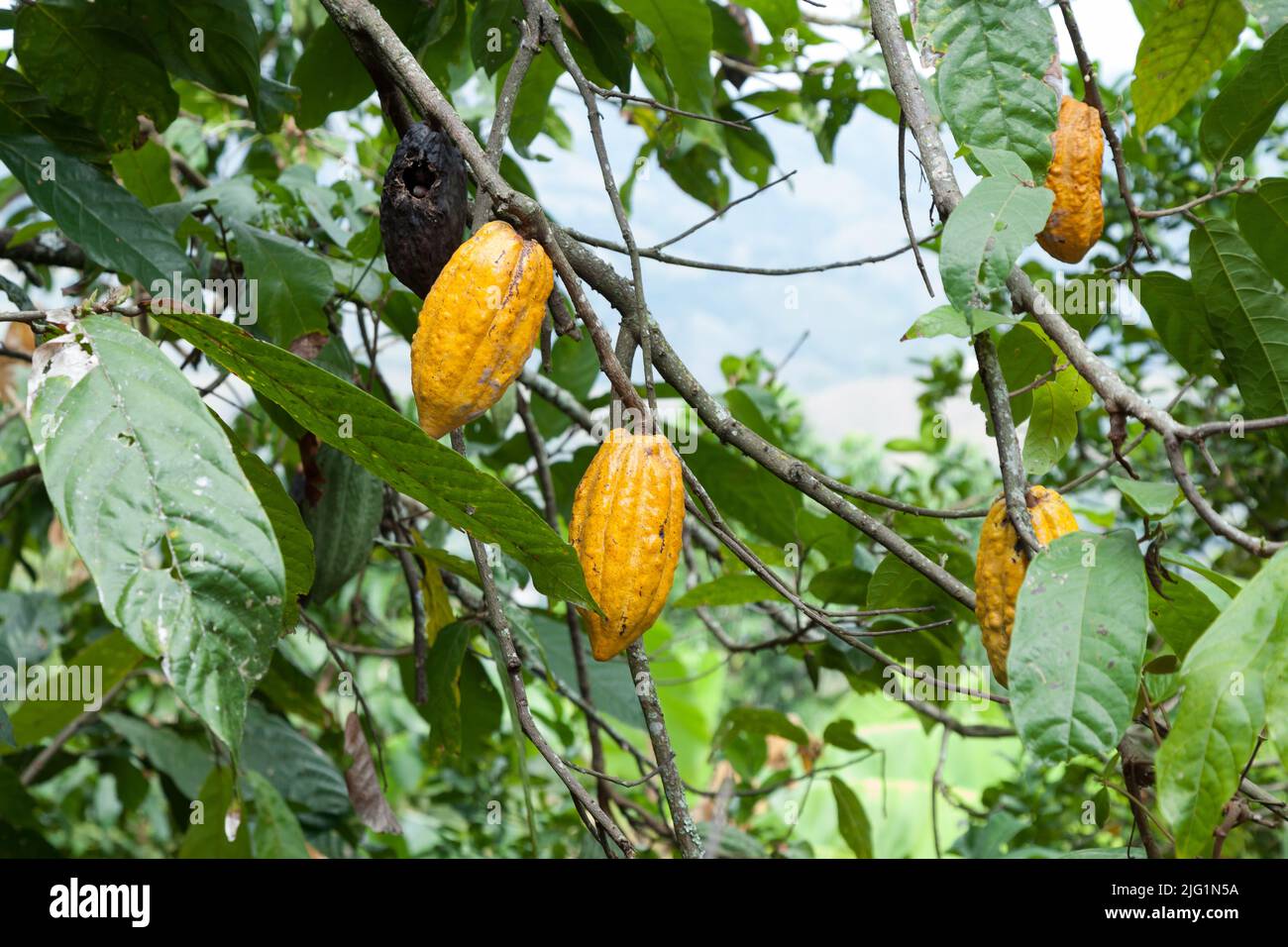 Teobroma-cacao; raccolta naturale, pianta di cacao con frutti appesi. Foto Stock