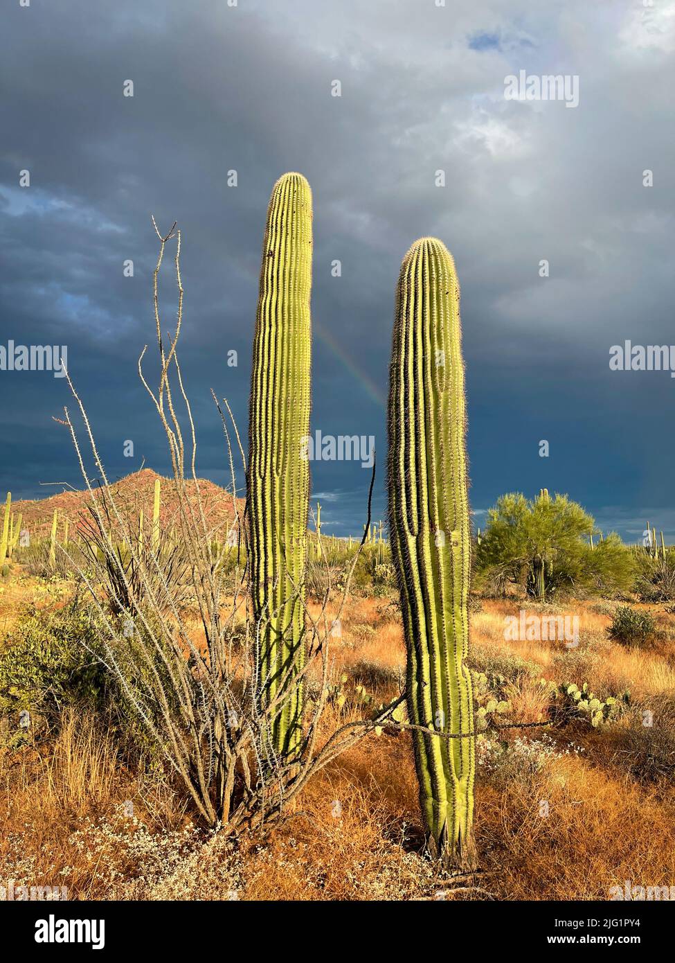 Cactus saguaro incandescente al tramonto nel deserto dell'Arizona. Foto Stock