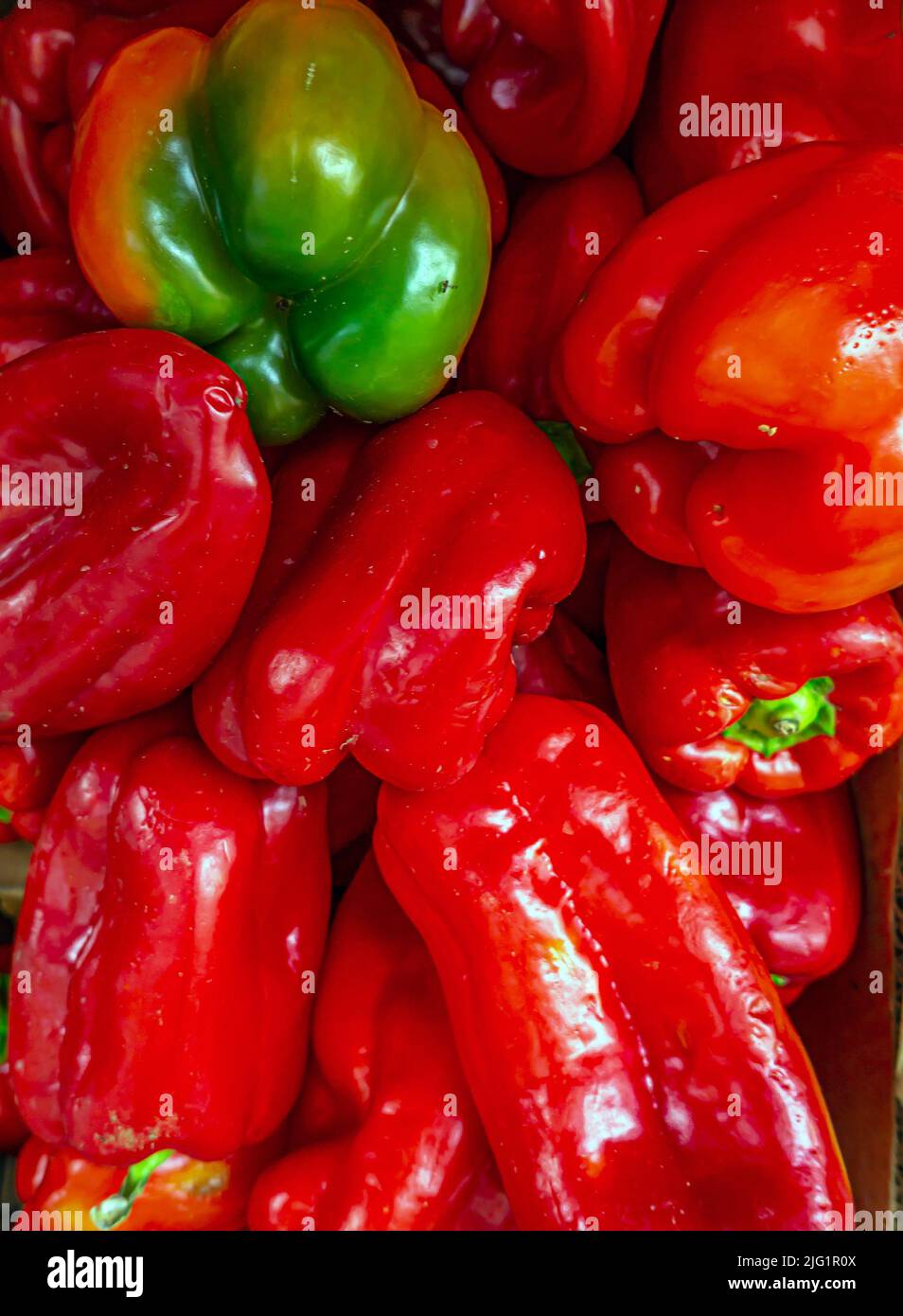 Peperone, peperone dolce, pepe o capsicum è il frutto di piante del gruppo Grossum della specie Capsicum annuum. Foto Stock