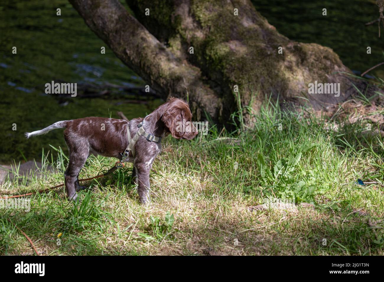 Piccolo cucciolo Munsterlander che guarda una farfalla Foto Stock