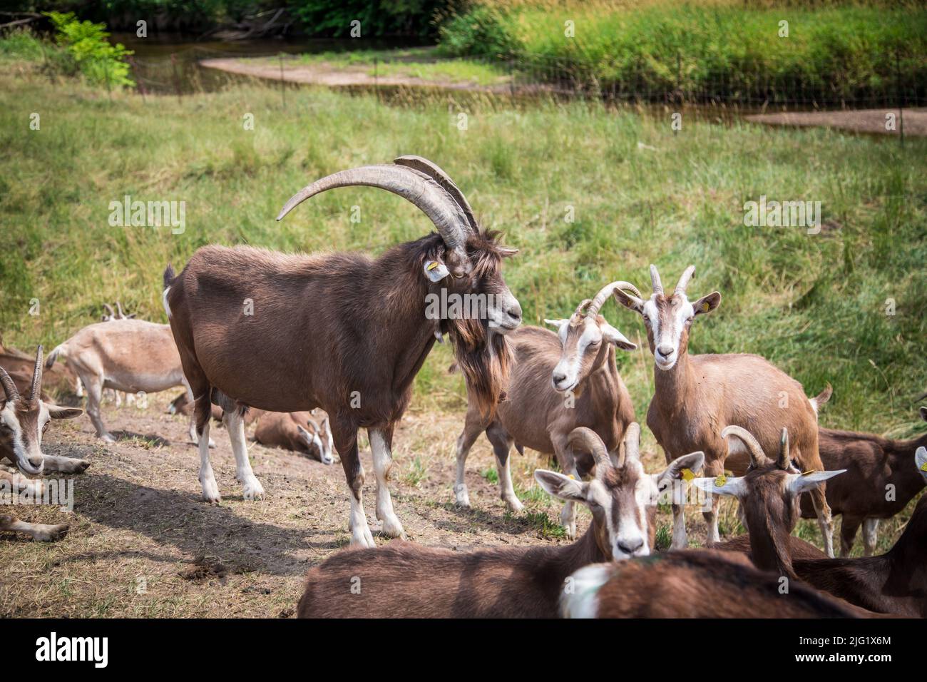 Una mandria di caprini di Togggenburger, una razza di capra da latte della Svizzera Foto Stock