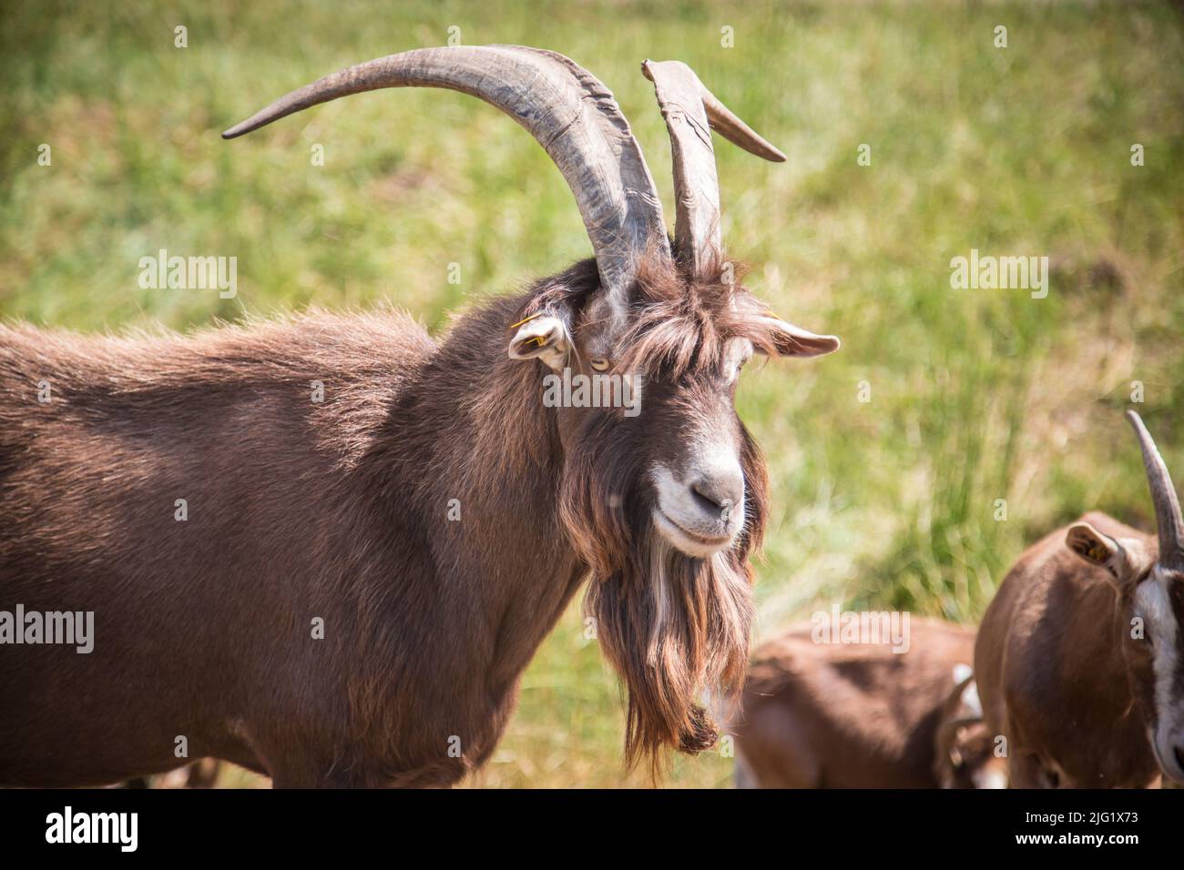 Togggenburger HE-Goat, una razza di capra da latte della Svizzera Foto Stock