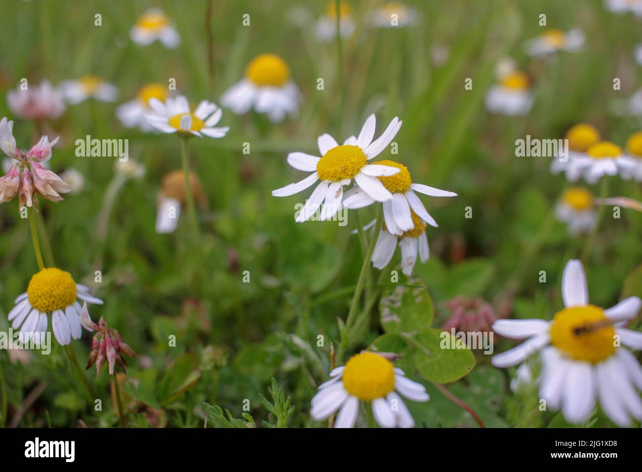 fiori selvatici in un campo in campagna Foto Stock
