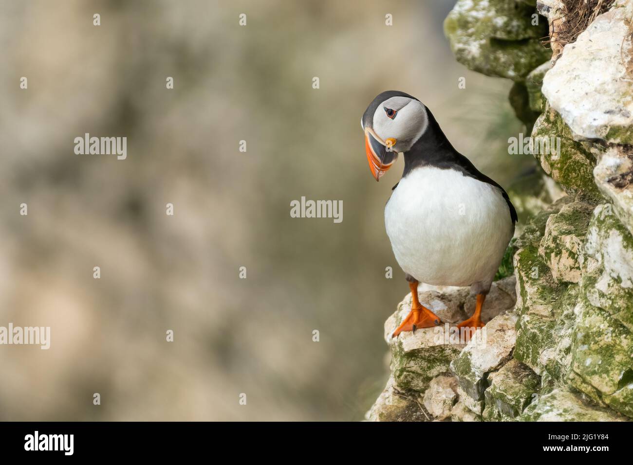 Atlantic puffin (Fratercula arctica) Foto Stock