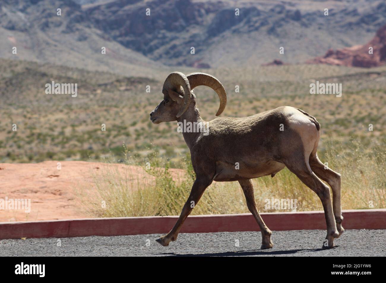 Pecora di Bighorn nel Valley of Fire state Park Foto Stock