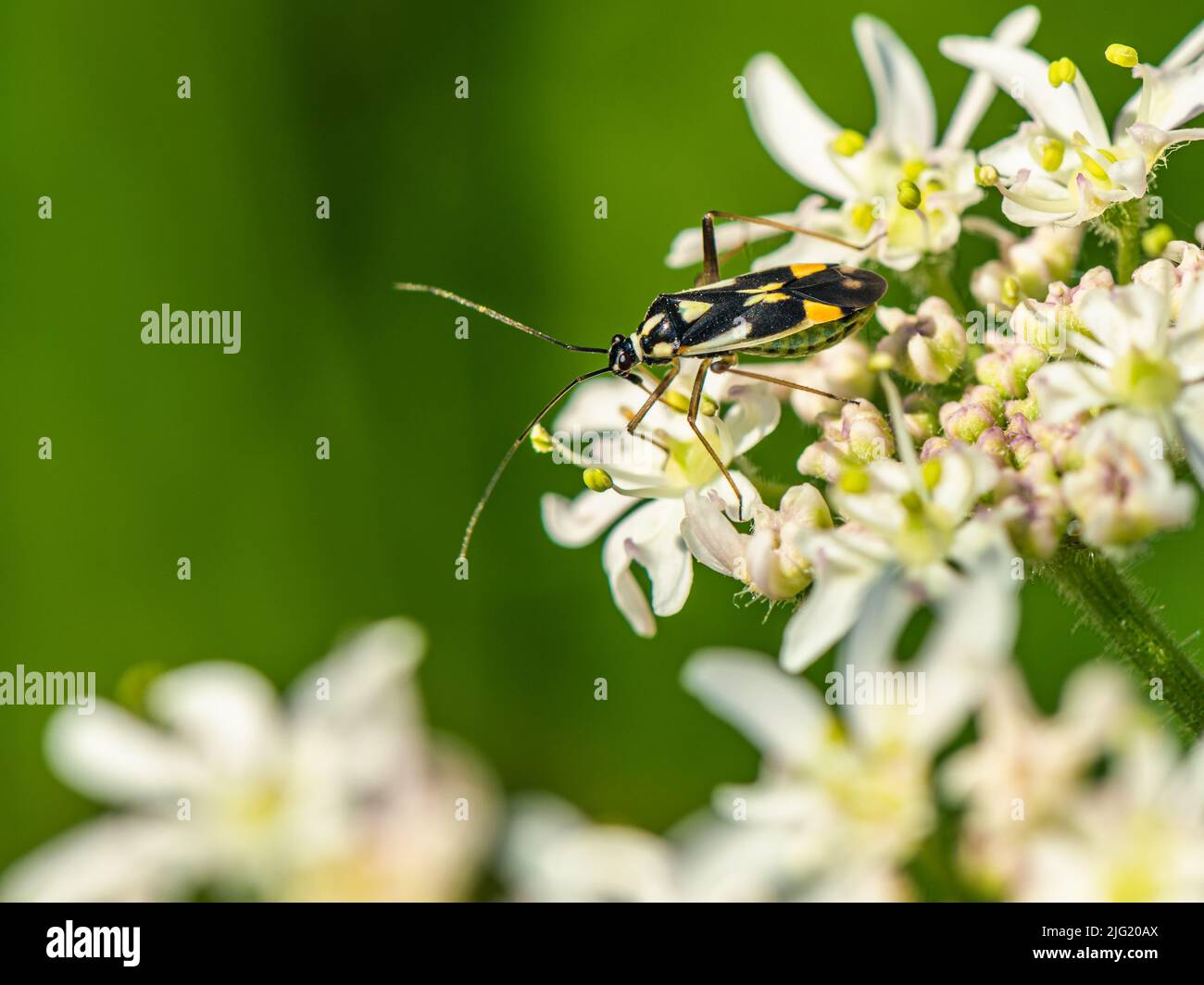 Mirid Bug, Grypocoris stysi Foto Stock